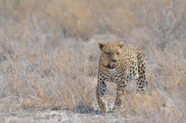 Çita (panthera leo dus batus) Kalahari çölünde transtransal transtransal transtransal transtransiyal transtranslarda transtranslar.