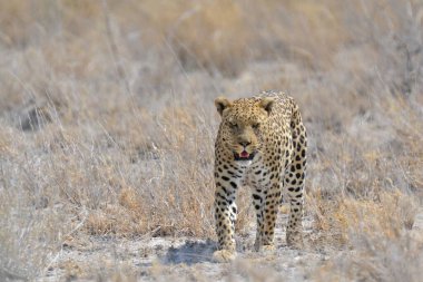 savannah yürüyüş leopar