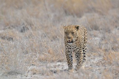 Güzel leopar çimenlerde yürüyor.