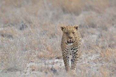 Leopar Kruger National park, Güney Afrika