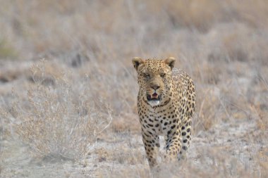 Güzel Afrika leoparı Kruger Ulusal Parkı, Güney Afrika