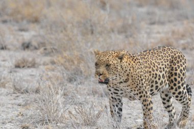 Kruger 'daki milli parktaki bozkırın çimlerinde bir erkek leopar