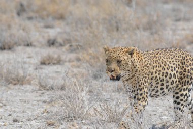 Afrika savanındaki leopar.
