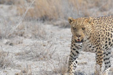 Kruger parkındaki çita, Güney Afrika