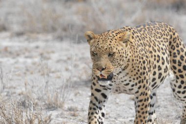Çita (panthera leo) çimenlerde yürüyor, Kalahari Ulusal Parkı, Botswana