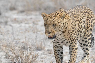 Vahşi doğadaki çita