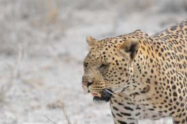 Kenya bozkırında leopar