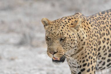 Güney Afrika 'daki Kruger Park' taki leopar.