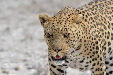 Güney Afrika 'daki Kruger Park' taki leopar.
