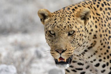 Leopar hayvan, panthera undus memeli, yetişkin, vahşi yaşam