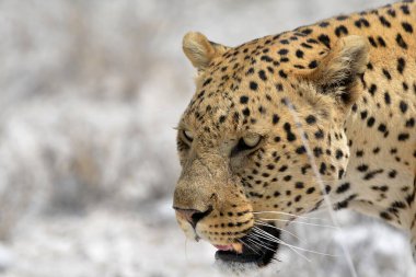 Leoparın doğal ortamını kapatın.
