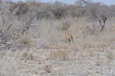 Savanada yürüyen vahşi bir kaplan.