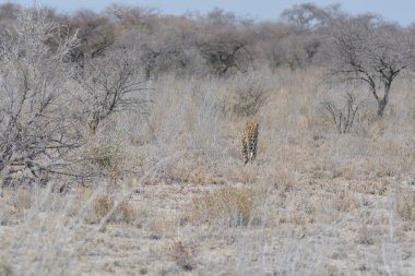 Kenya bozkırında leopar