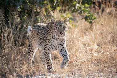 Kruger Ulusal Parkı 'ndaki güzel vahşi yaşam yerleri