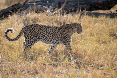 Afrika 'daki Kruger Ulusal Parkı' nda Afrika Çitası.