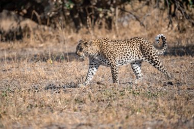 Afrika 'da savanadaki leopar