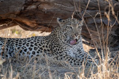 beautiful wildlife places in kruger