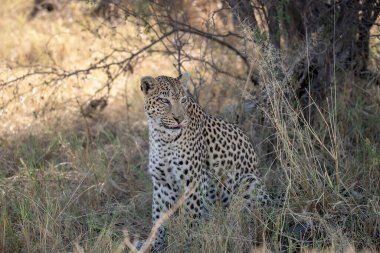 leopard in the wild, south africa