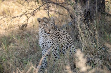 Güney Afrika 'daki Kruger Ulusal Parkı' ndaki leopar..