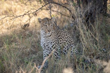 Afrika savanındaki leopar.