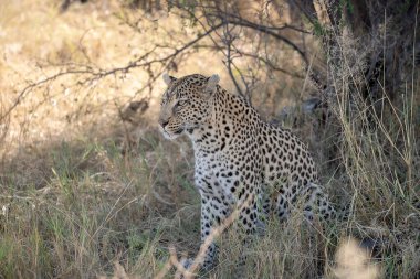 Güney Afrika 'daki Kruger Ulusal Parkı' ndaki leopar.