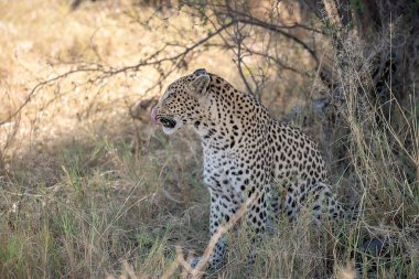 Güney Afrika 'daki Kruger Park' taki leopar.