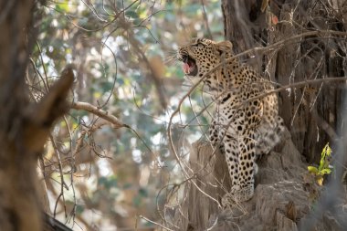 Ağaçtaki bir leopar