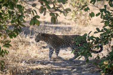 Vahşi savanadaki leopar - Afrika Hayvanı