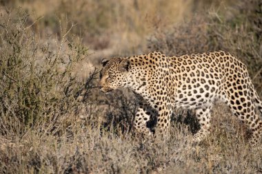 Leopar Kruger oyun parkında, Güney Afrika