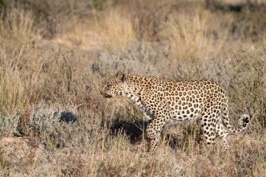 Leopar çimenlerde yürüyor..