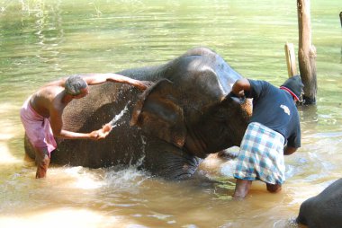 Büyük fil, nehrin sularındaki küçük bir fildir..