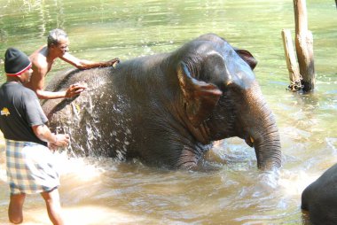 Suya su sıçratan büyük fil.