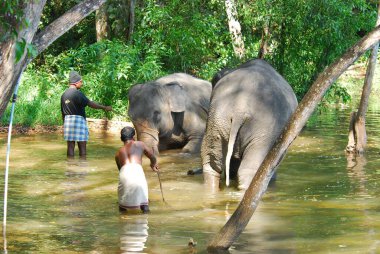 Sri Lanka 'da bir nehirde Afrika fili
