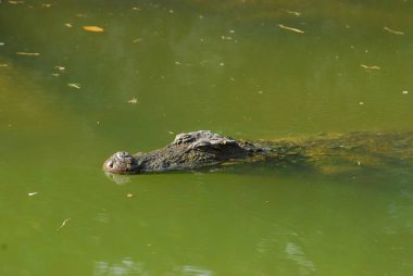 Timsah ve su üzerinde