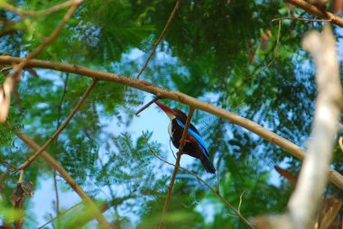 Ağaçtaki bir kuş.