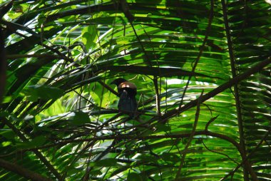 Ağaçta oturan kuş.