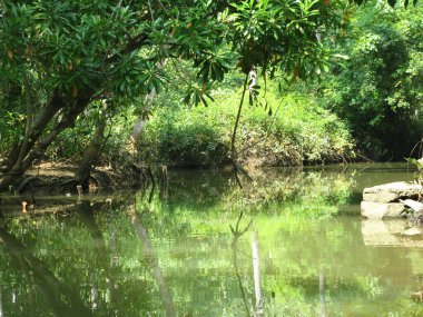 Ormandaki nehrin güzel manzarası