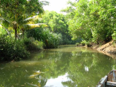Nehrin ormanı. Karayipler adasının tropikal ormanları. Dominik Cumhuriyeti.