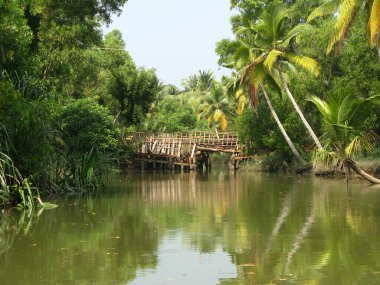 Hindistan ormanındaki nehir.