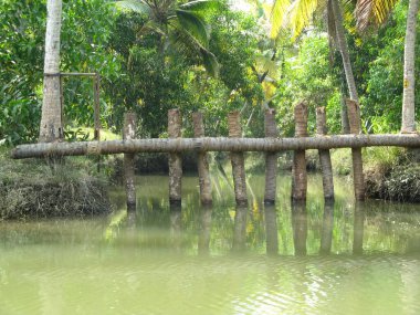Palmiye ağaçları ve suyla güzel bir manzara.