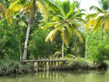 Palmiye ağaçları ve mavi denizi olan güzel bir tropikal orman.