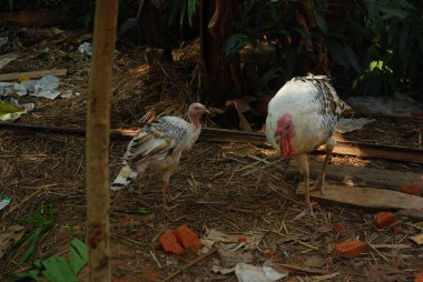 Çiftlikte horozu olan horoz