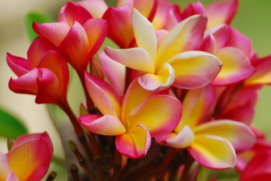 Bahçedeki güzel pembe çiçek