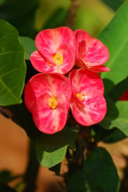 Bahçedeki kırmızı çiçekler