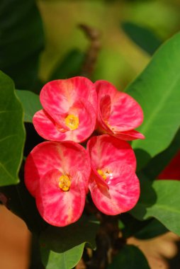 Güzel botanik fotoğrafı, doğal duvar kağıdı.