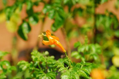 Bahçedeki portakal çiçeği