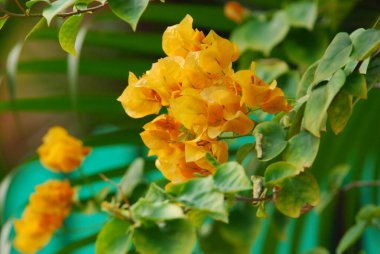 Bahçedeki güzel sarı çiçekler