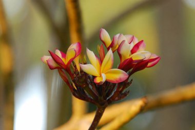 Bahçedeki güzel pembe çiçekler
