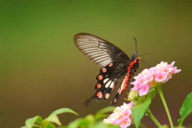 kırmızı kelebek bir çiçeğin üzerinde