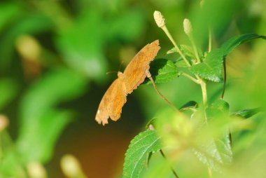 Yaprağın üzerinde kelebek